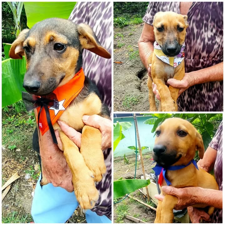 Cachorritos adorables en adopción responsable en Risaralda 
