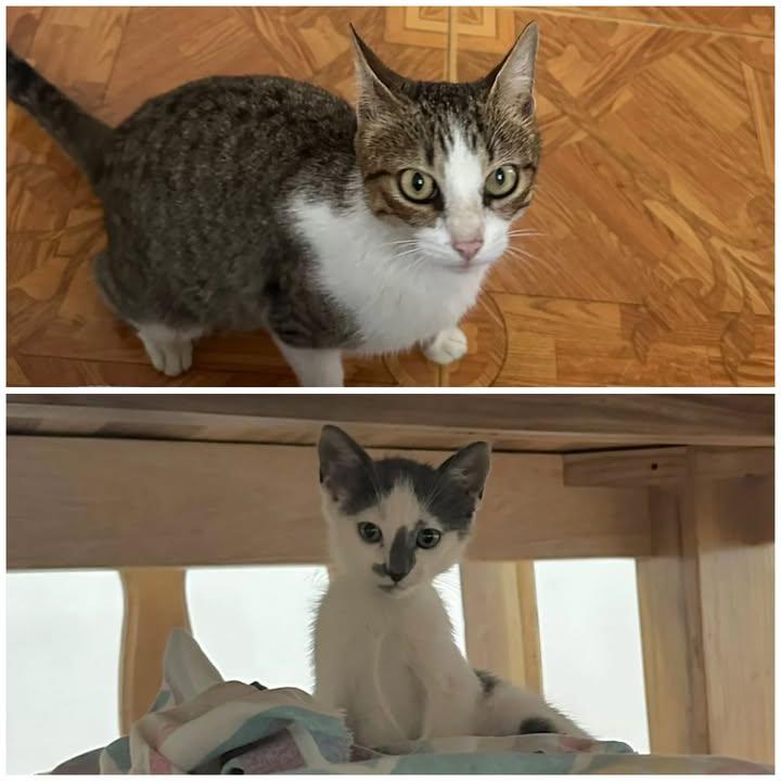 Adopción Responsable: Mamá Gata Esterilizada e Hija Gaticas Juntas 