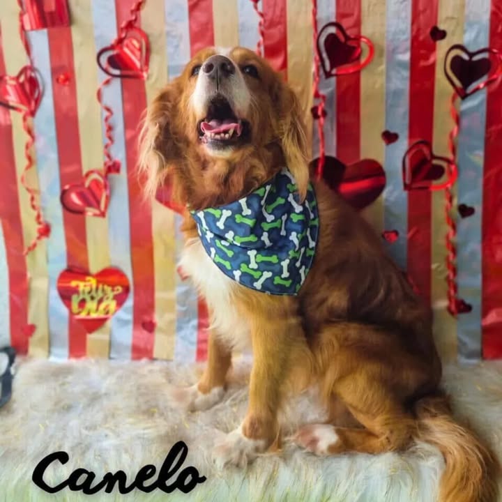 Adopción de Canelo: Perro Adulto, Tranquilo y Cariñoso Busca Hogar 