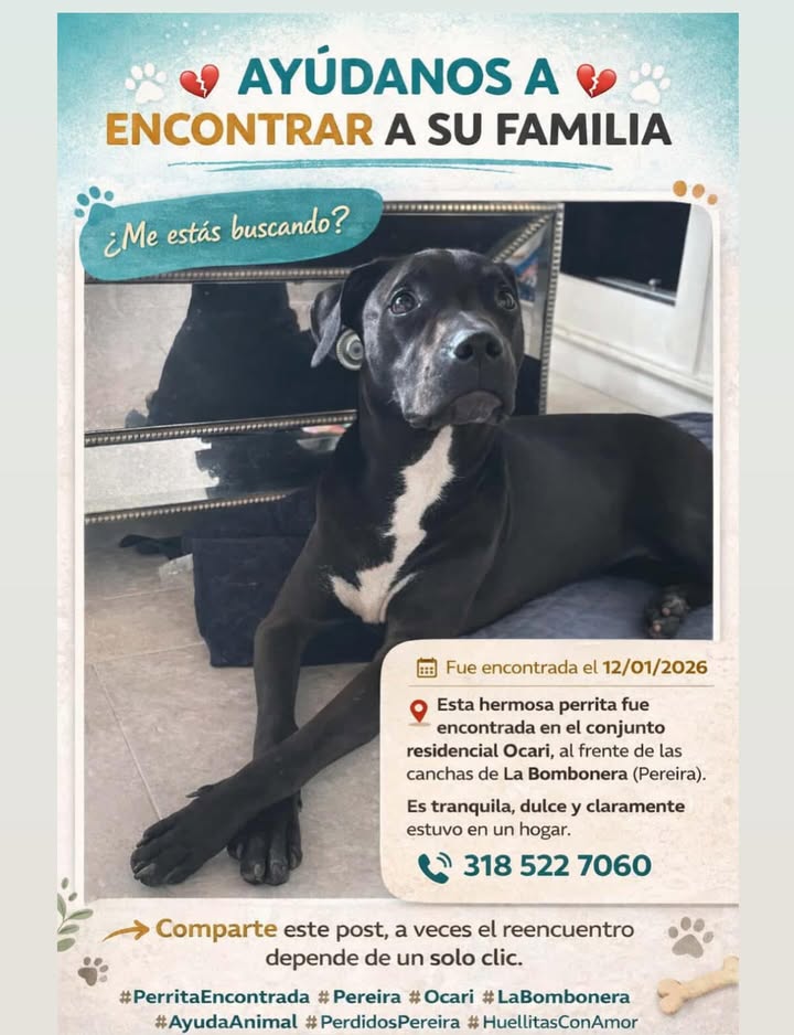 Perra encontrada en Risaralda 
