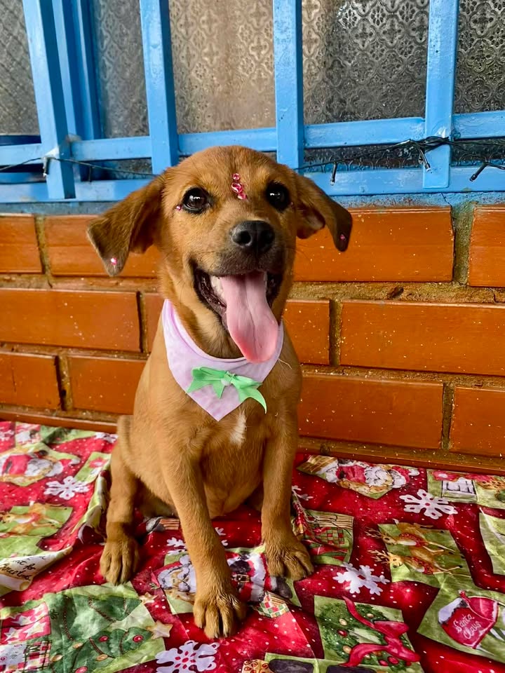 Perros en adopción en Risaralda, Colombia 