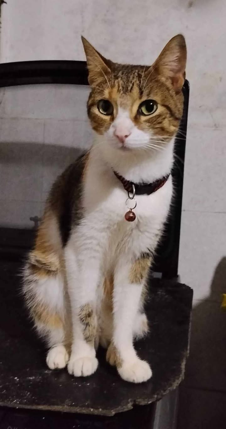 Adopción de Perros y Gatos en Risaralda