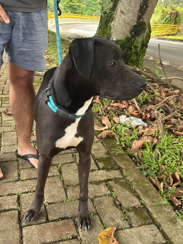 Perra encontrada en Conjunto Ocari, Pereira 