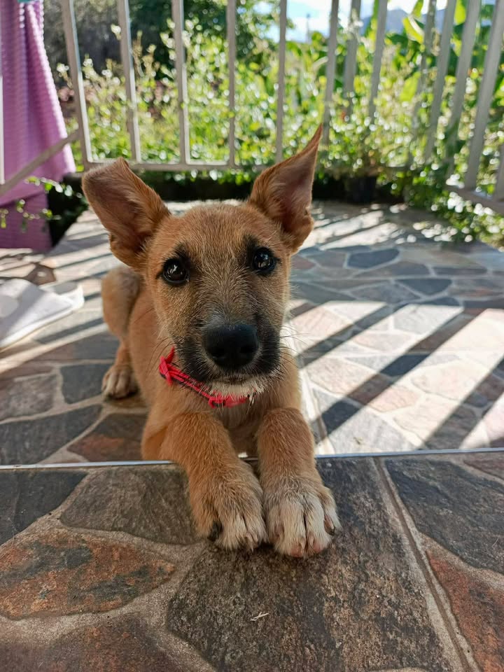 Perros en adopción en Risaralda, Colombia 
