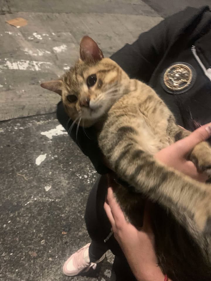 Gato encontrado en techos de Panadería La Rosa, Barrio San Nicolás, Pereira 
