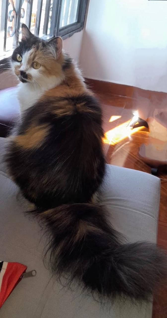 Gato encontrado en Dosquebradas, Risaralda