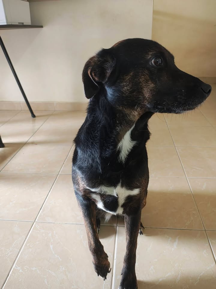 Perrita y Perrito Criollos Buscan Hogar Responsable en Pereira, Risaralda. 