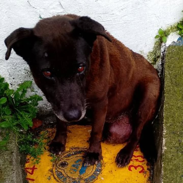 Perro de edad avanzada busca hogar de paso o adopción en Risaralda 