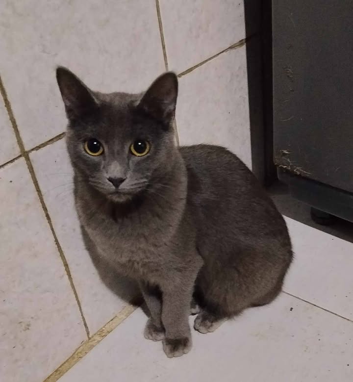 Adopción de Perros y Gatos en Risaralda 