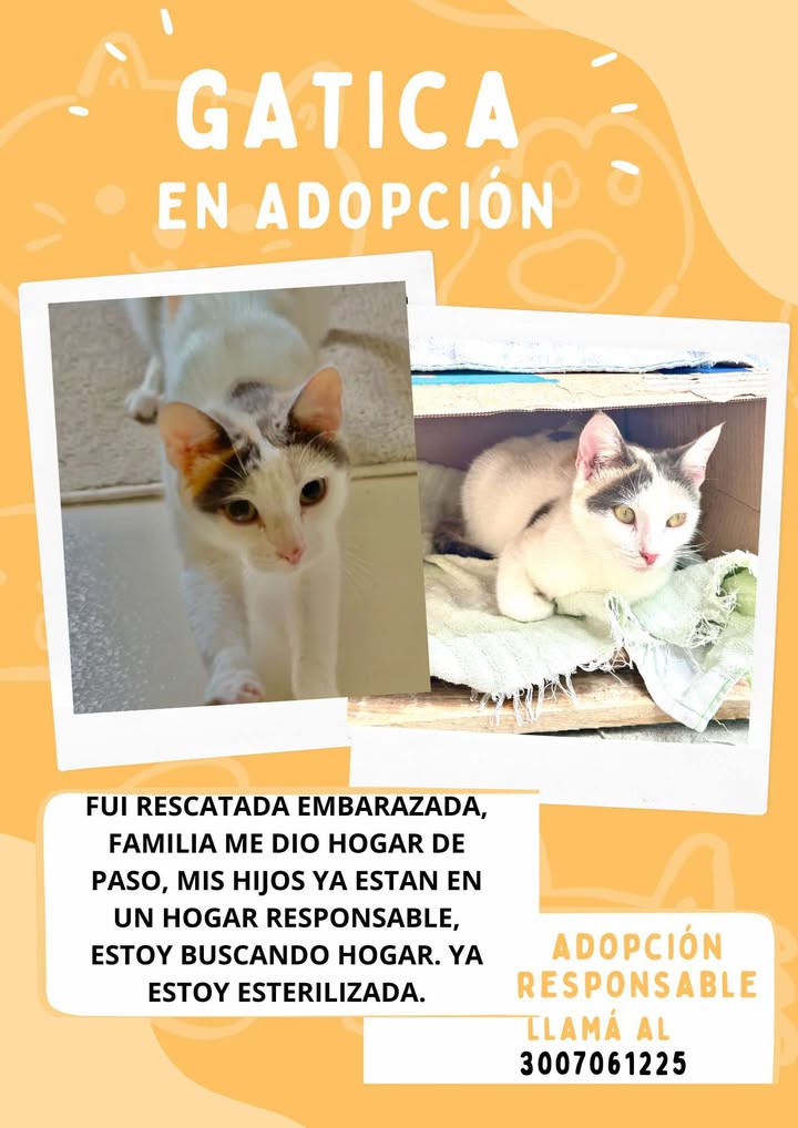 Gatica en adopción responsable busca hogar