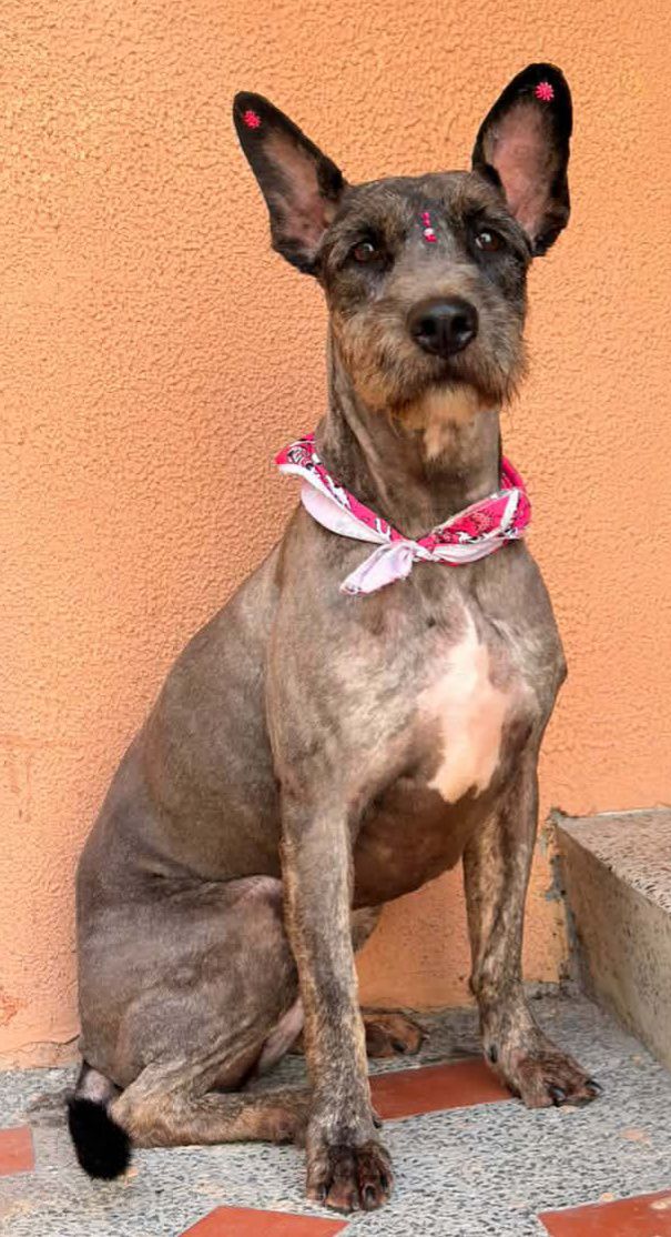 Perrita Mestiza Mediana en Adopción Responsable en Pereira, Risaralda 