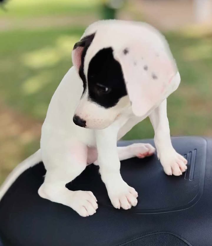 Adopción de Perrita