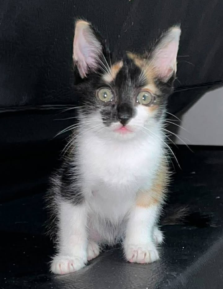 Lindas Gaticas Cachorras buscando Hogar Responsable en Pereira, Risaralda 