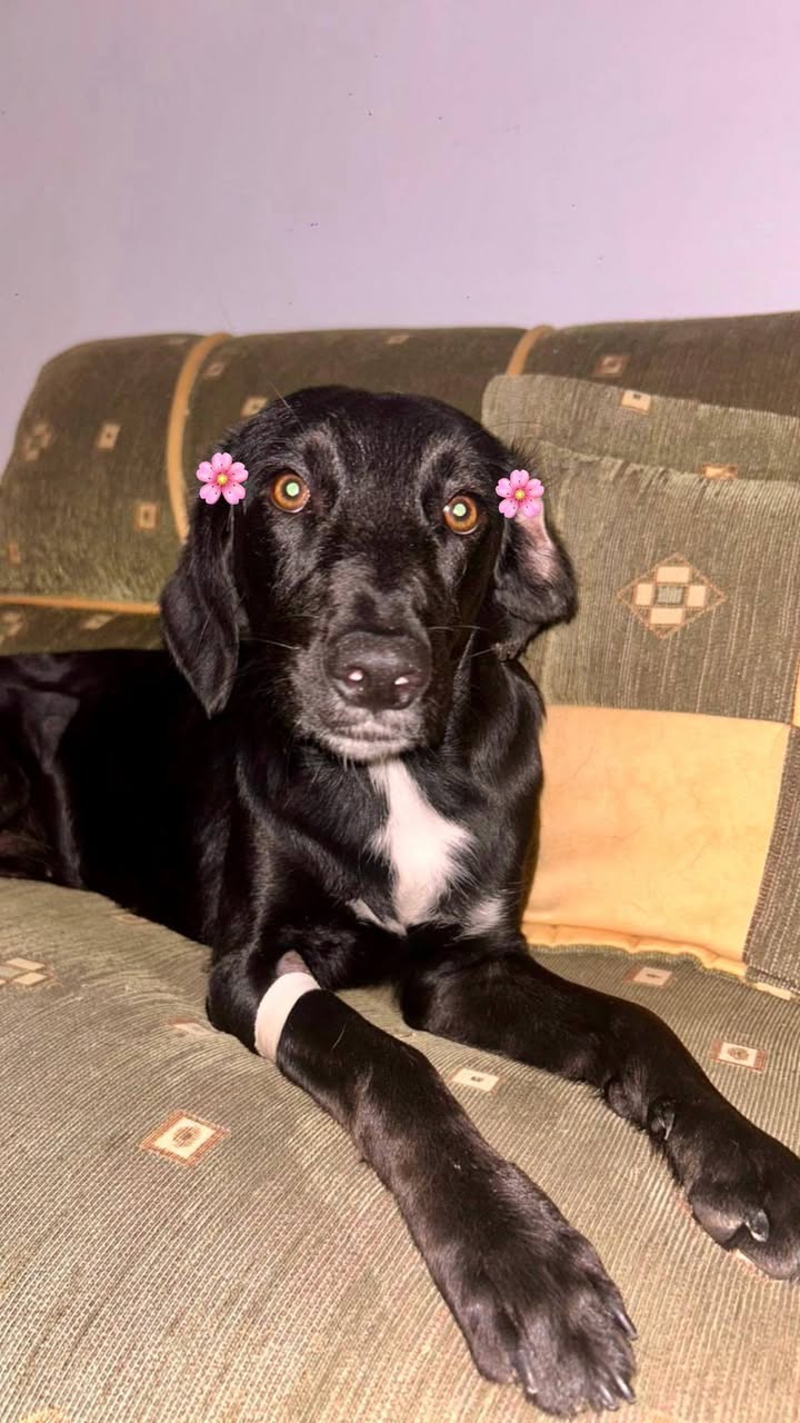 Perros en adopción en Risaralda, Colombia 