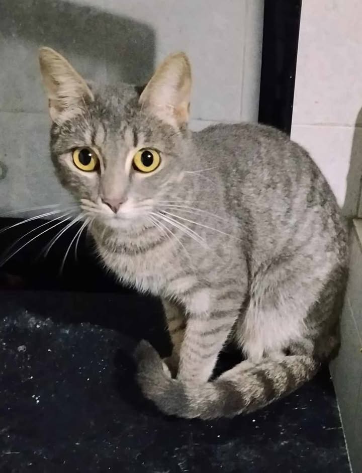 Adopción de Perros y Gatos en Risaralda 