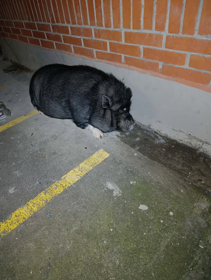 Mini Pig Negro Encontrado en Barrio Vallarta, Dosquebradas, Risaralda 