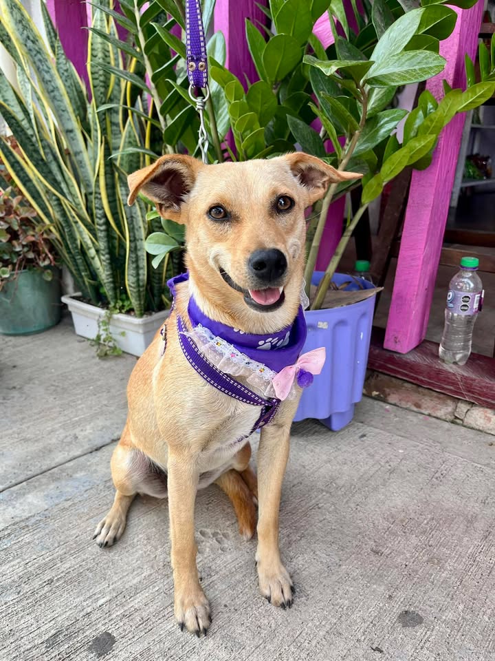 Perros en adopción en Risaralda, Colombia 