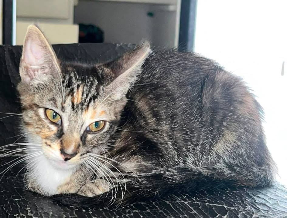 Lindas Gaticas Cachorras buscando Hogar Responsable en Pereira, Risaralda 