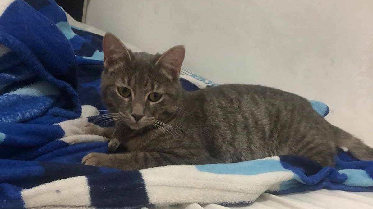 Adopción de Perros y Gatos en Risaralda 