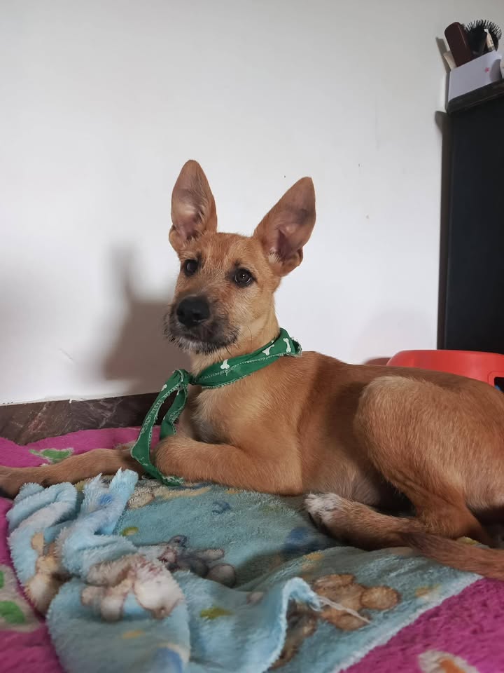 Perros en adopción en Risaralda, Colombia 