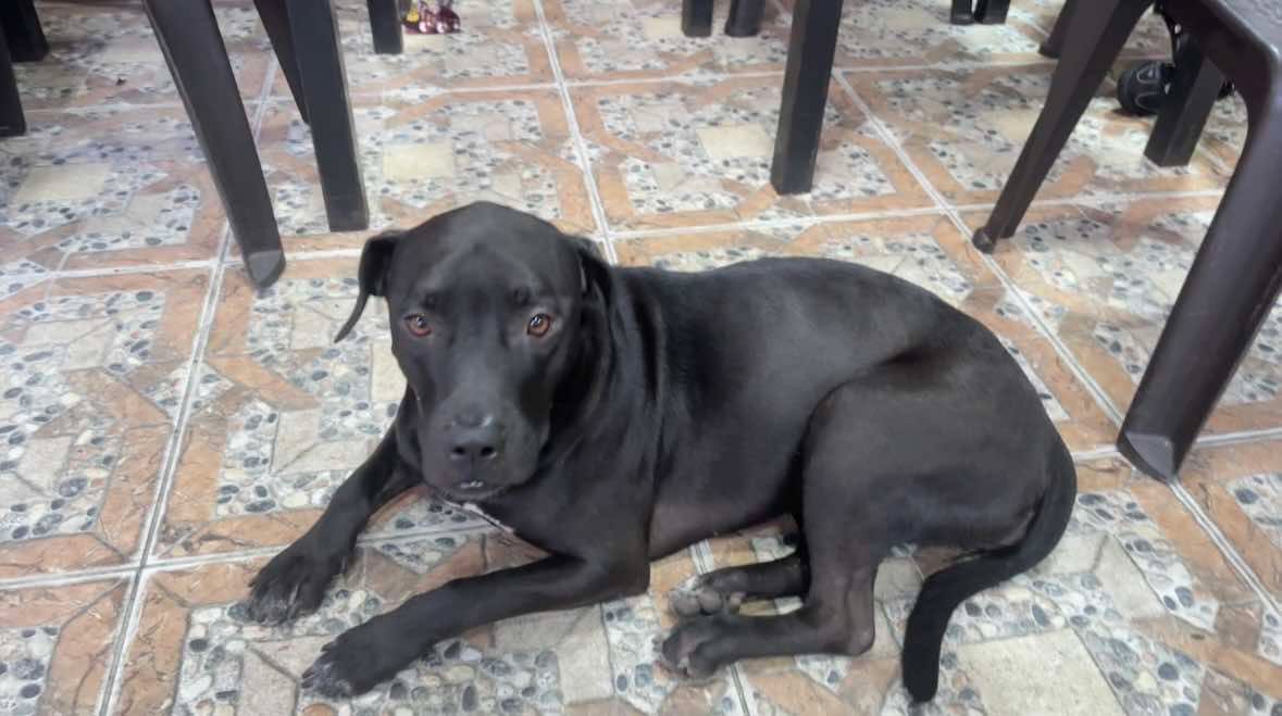 Linda perrita busca hogar responsable en Risaralda 