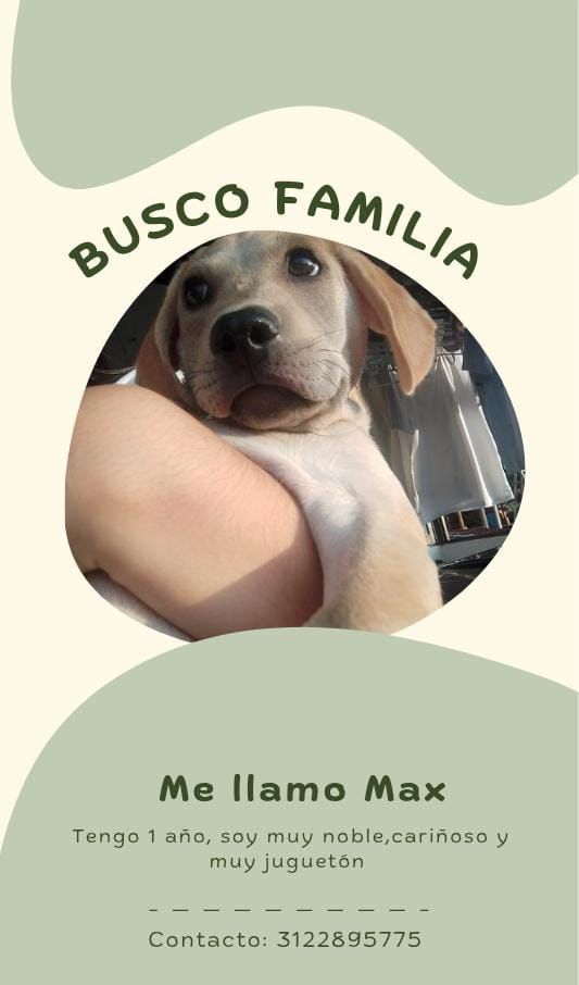 Max: Perrito noble, cariñoso y juguetón busca familia en Pereira, Risaralda. 