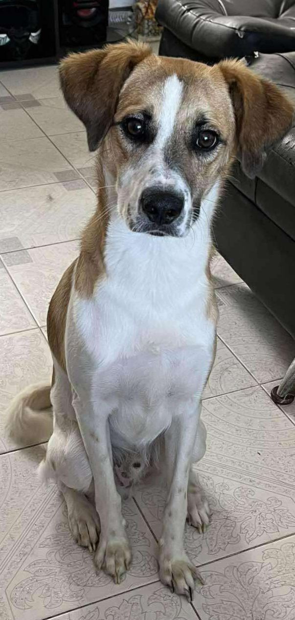 Perrito en busca de hogar responsable y amoroso 