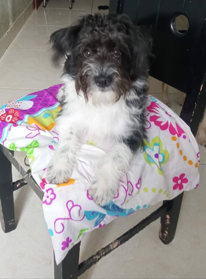 Linda Perrita Mestiza Pequeña en Adopción en Risaralda | Busca un Hogar