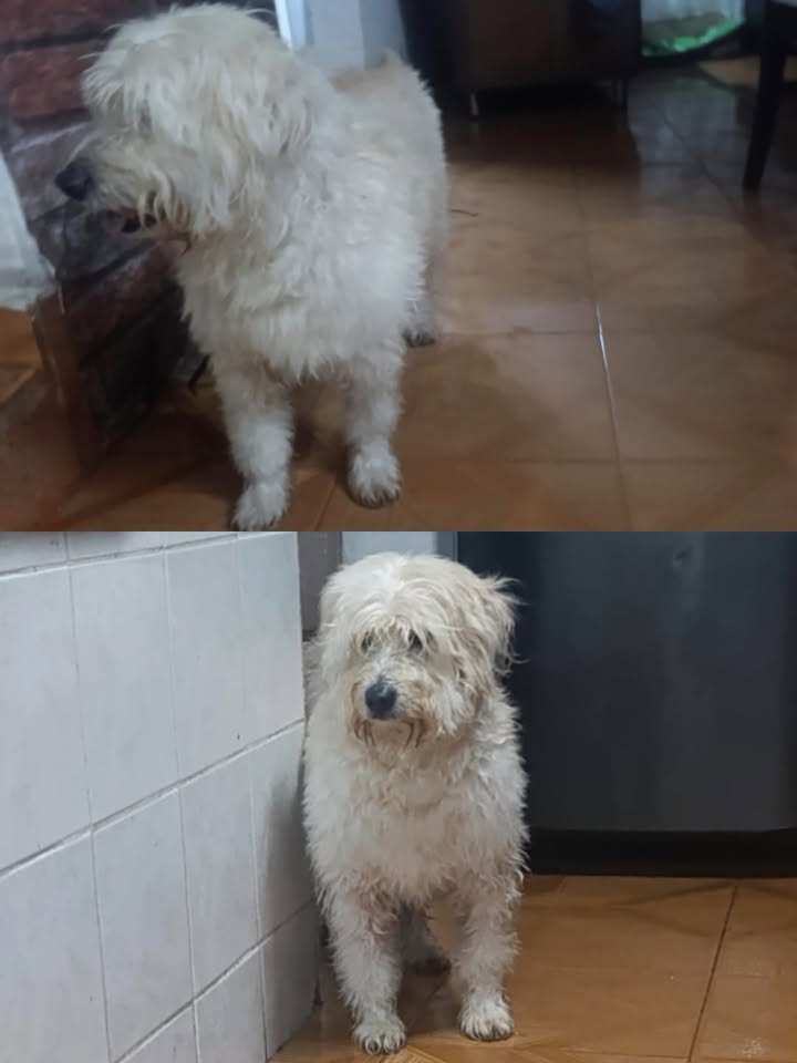Perro encontrado en El Campestre D, Risaralda 
