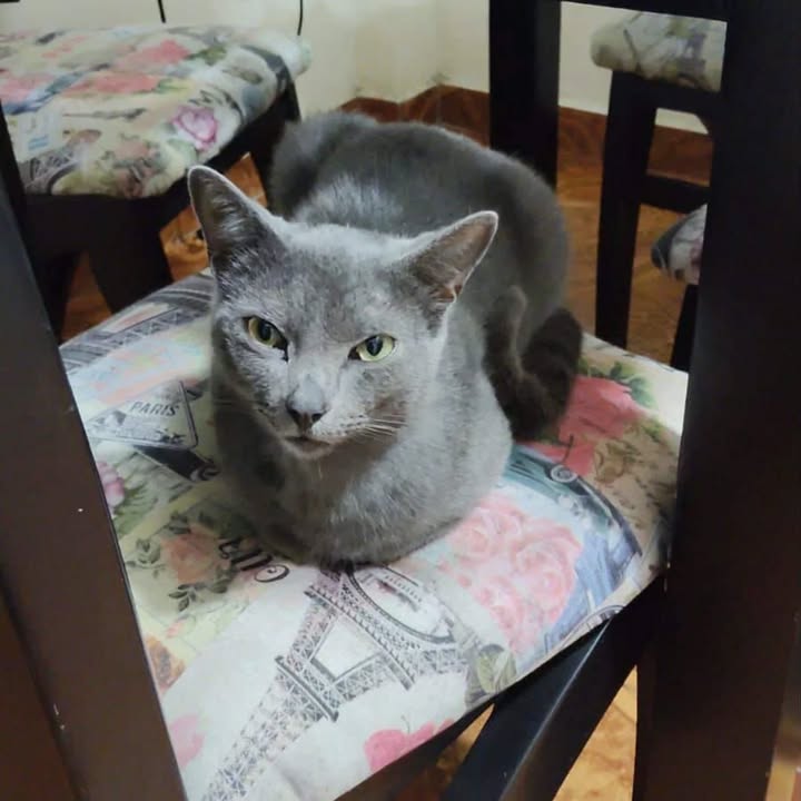 Gato gris en adopción - Risaralda 