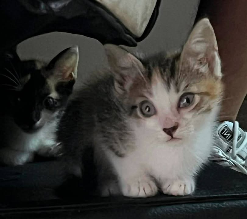 Lindas Gaticas Cachorras buscando Hogar Responsable en Pereira, Risaralda 