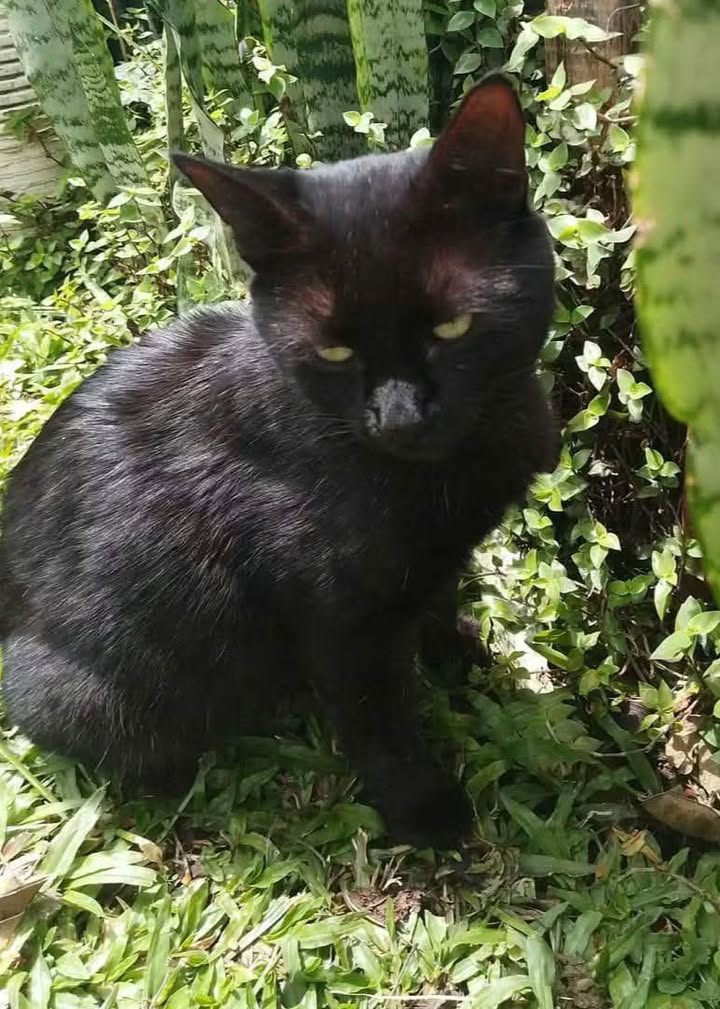 Gato negro busca hogar responsable en Pereira, Risaralda