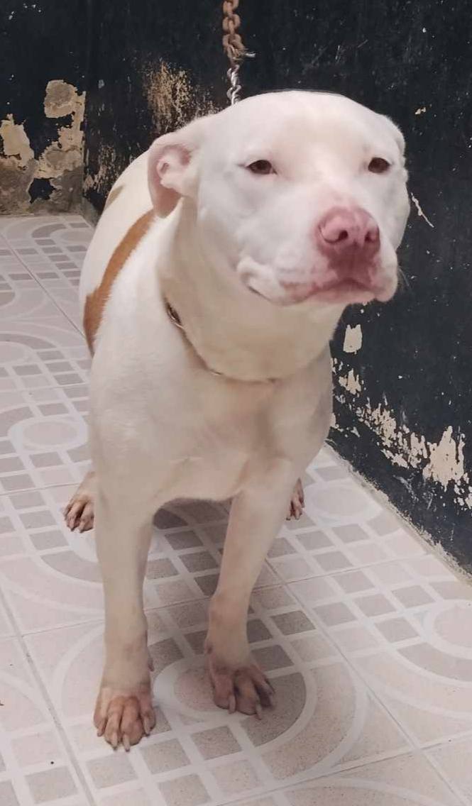 Adopción de Perros y Gatos en Risaralda 