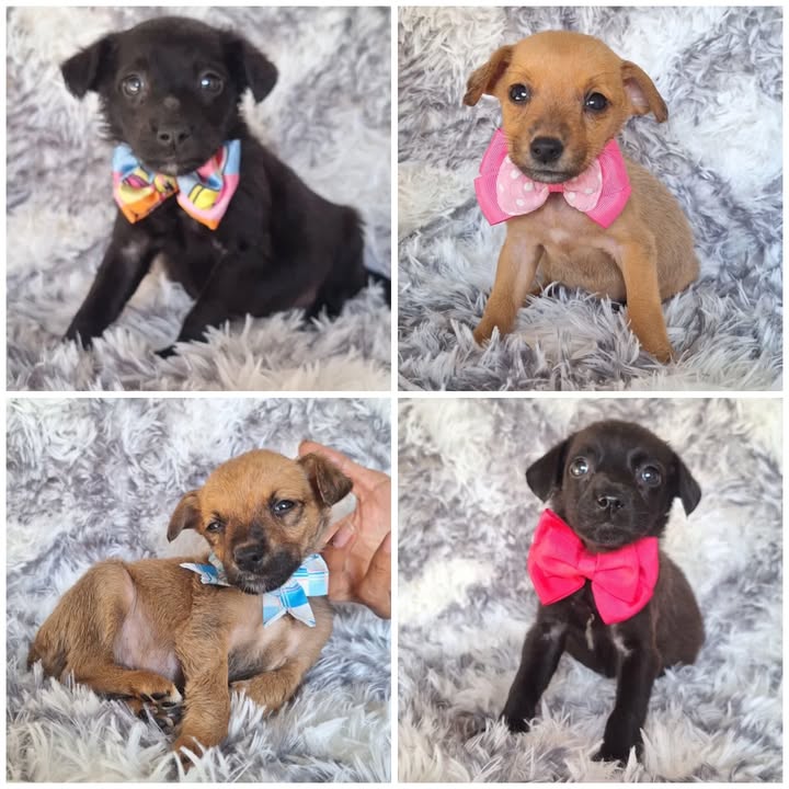 Adopción Responsable: Lindos Cachorros Talla Pequeña en Risaralda 