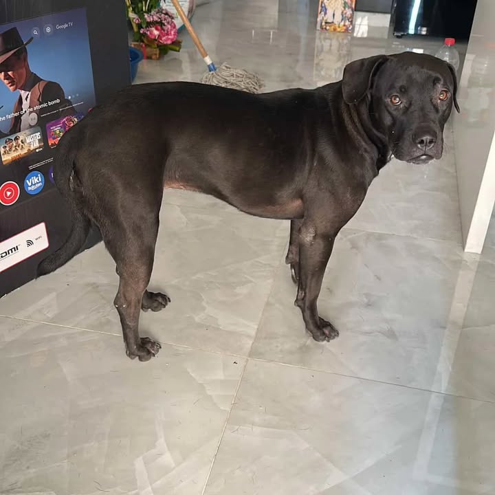 Perra en adopción en Risaralda 