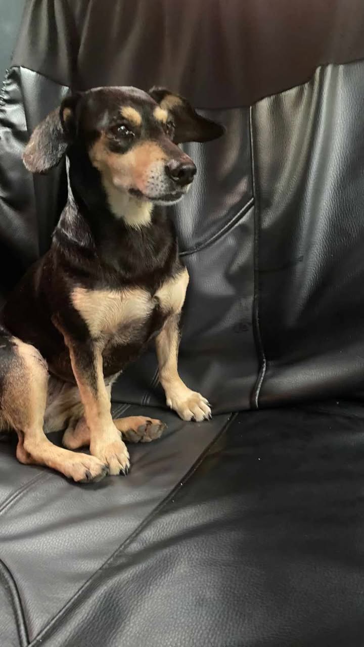 Perro Encontrado Macho Negro y Café Vía Condina Pereira Risaralda