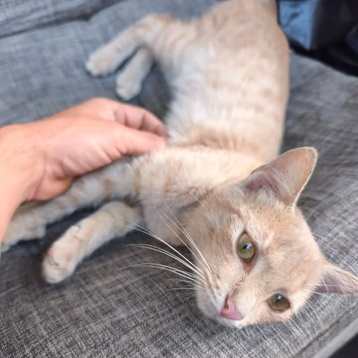 Gata Naranja Perdida en Risaralda 