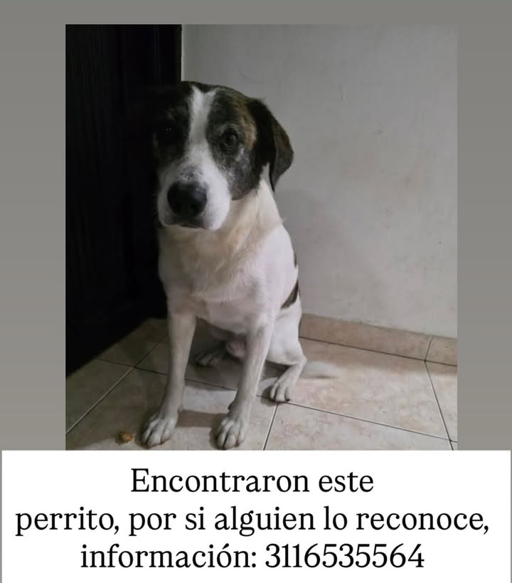 Perro encontrado en Pereira, Risaralda | Mestizo blanco y atigrado 