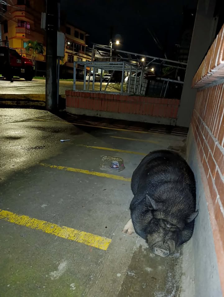 Mini Pig Negro Encontrado en Barrio Vallarta, Dosquebradas, Risaralda 