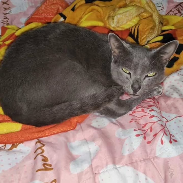 Gato gris en adopción - Risaralda 