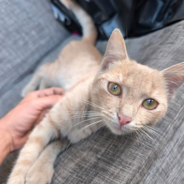 Gata Naranja Perdida en Risaralda 