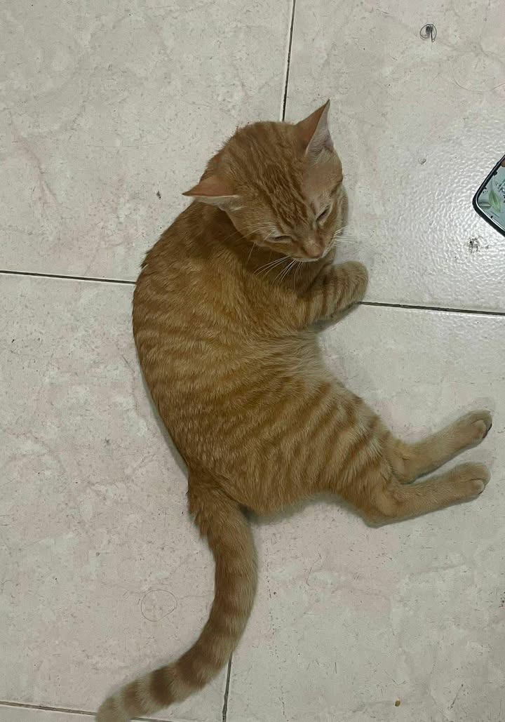 Gato anaranjado perdido en Pereira