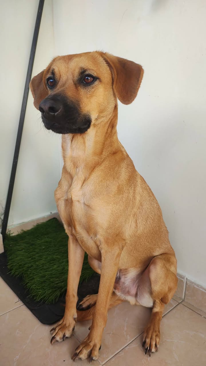 Perrita y Perrito Criollos Buscan Hogar Responsable en Pereira, Risaralda.