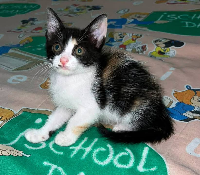 Lindas Gaticas Cachorras buscando Hogar Responsable en Pereira, Risaralda 