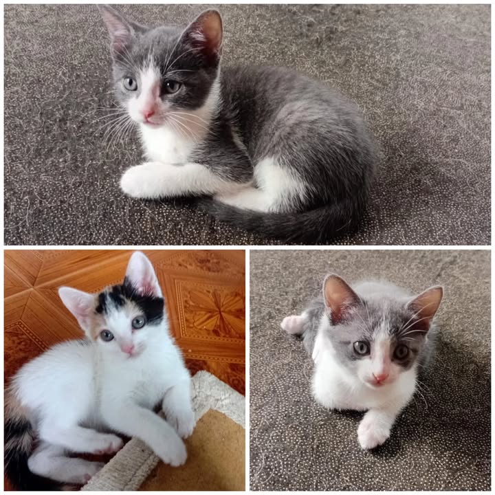 Adopción de 3 gatitos bebés (2 machos, 1 hembra) en Pereira, Risaralda 