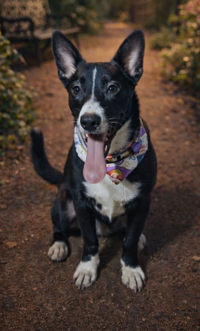 Perrita en Adopción en Armenia, Quindío