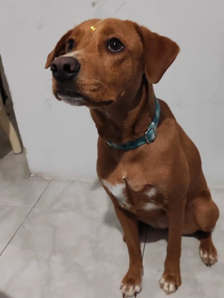 Perrita de 8 meses en Adopción en Perla del Sur, Pereira, Risaralda 