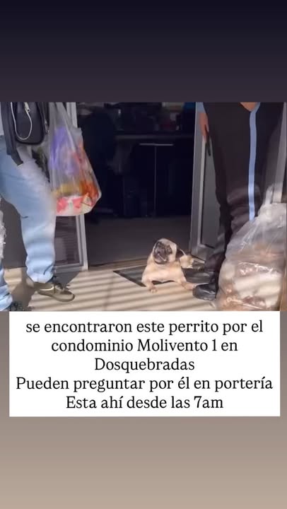 Perro Pug Macho encontrado recientemente en el departamento de Risaralda 