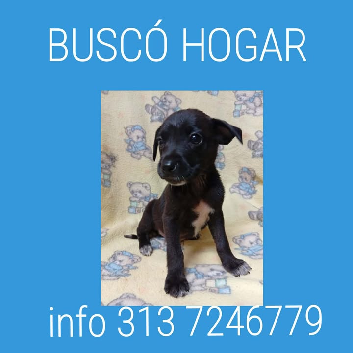 Cachorro mestizo en adopción en Pereira, Risaralda