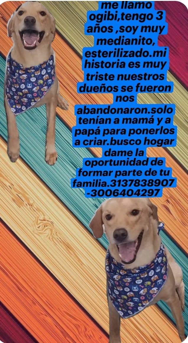 Adopción de Perro Hembra - Medellín, Antioquia 